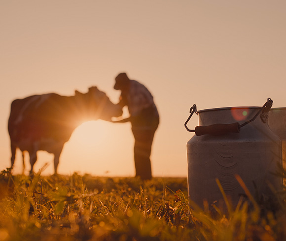 Sourcing Best Quality Farm Milk 2
