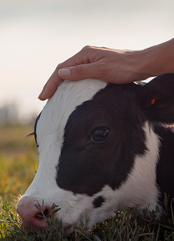 Sourcing Best Quality Farm Milk 3