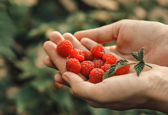 Sourcing Best Quality Fruits & Ingredients 2